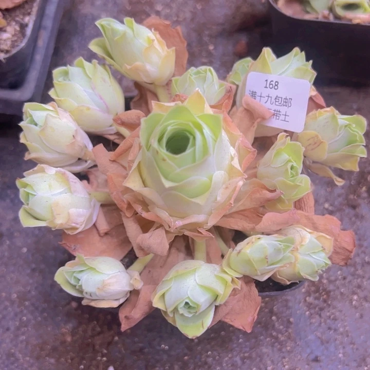 168 裸根不带土发货