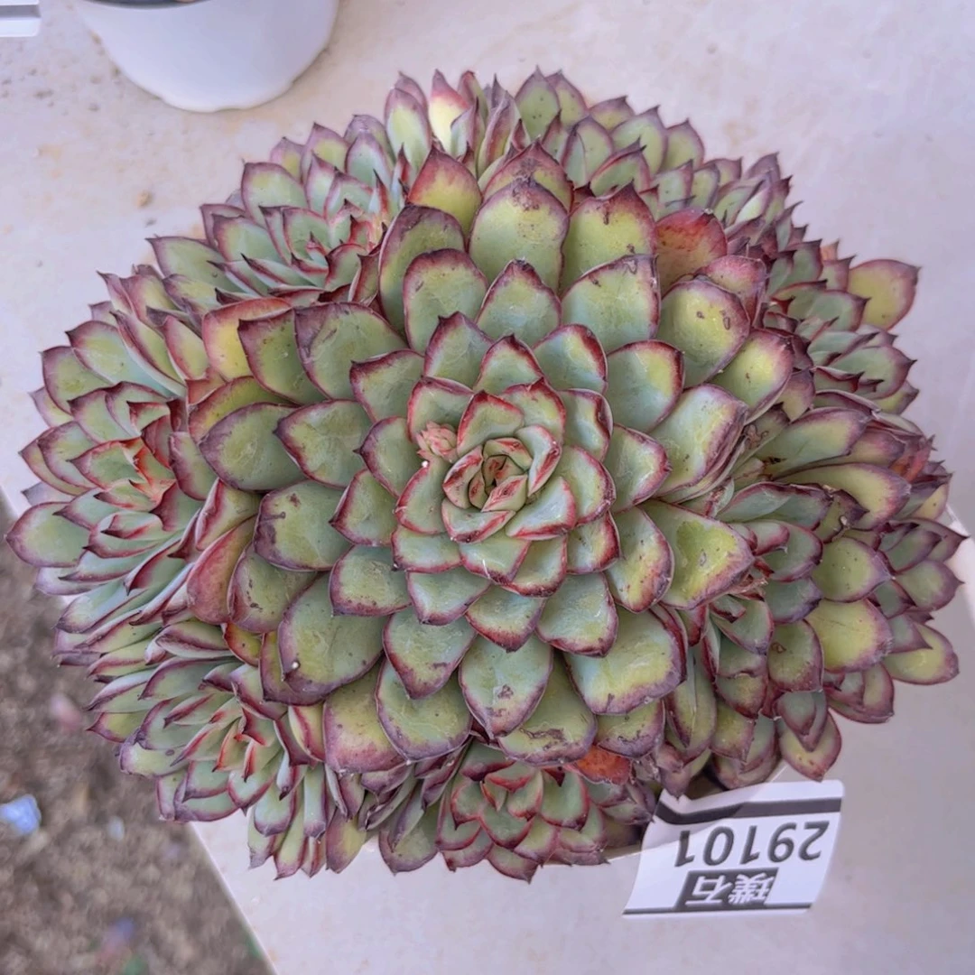 灵隐29101多肉植物