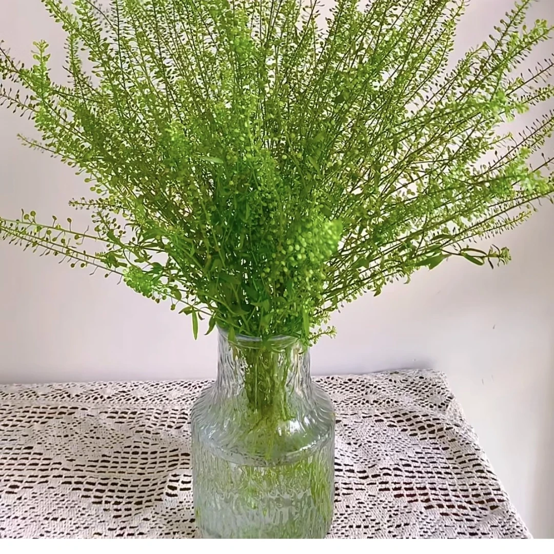 绿灵草【三兄弟花卉】