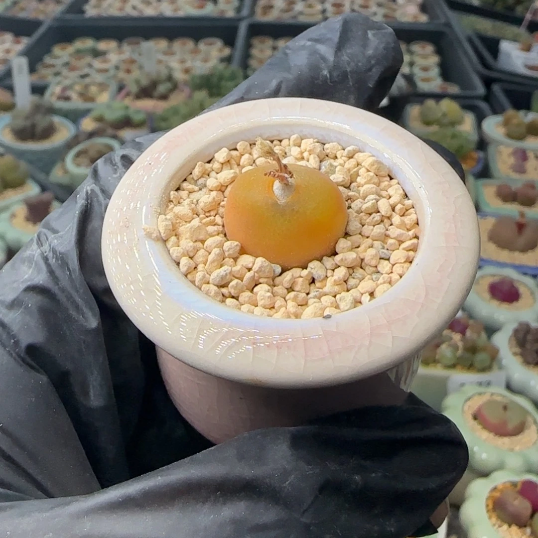 3629-一物一拍 带盆