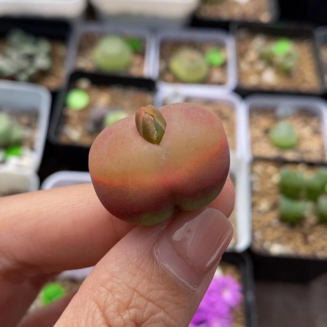2.4cm多肉植物保护420