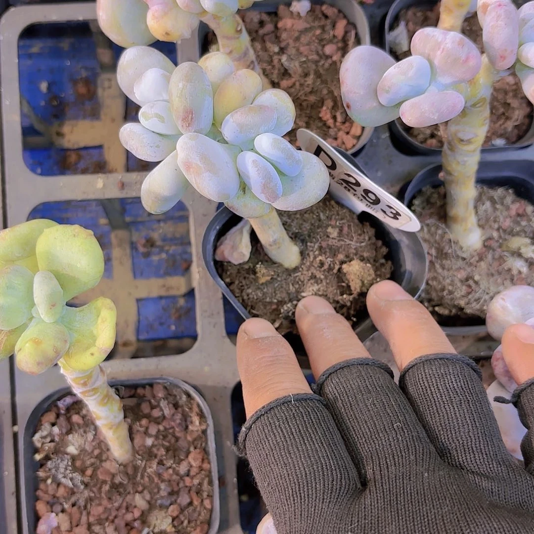 D292油煎丸子一物一拍