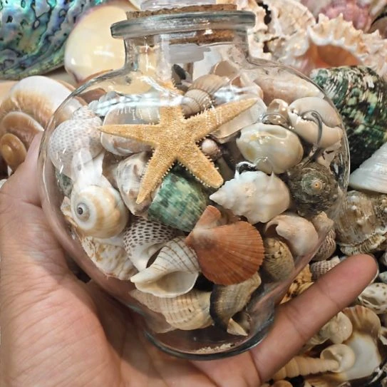 石材天然海螺贝壳