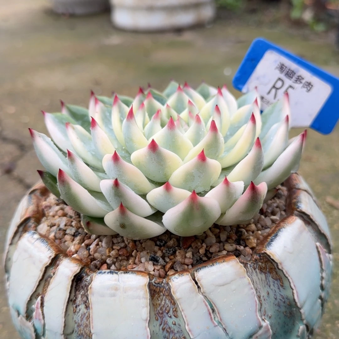 杨***杨多肉植物吉娃娃黄夫人井