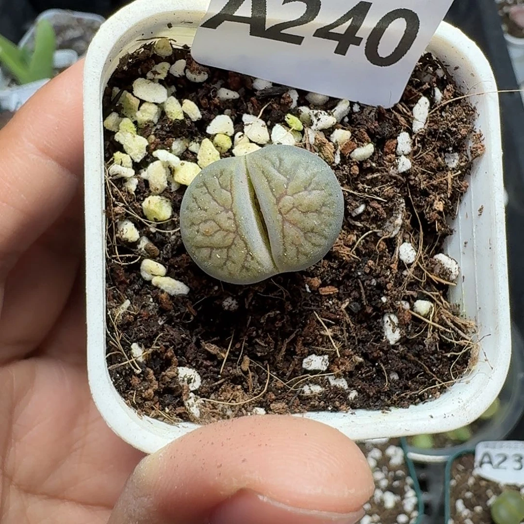 240多肉植物多肉植物