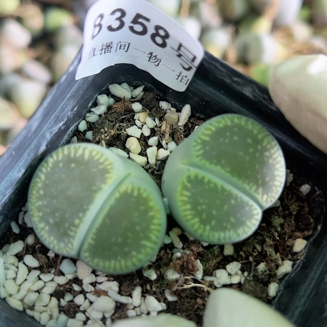 8358 好养易活生石花大母本