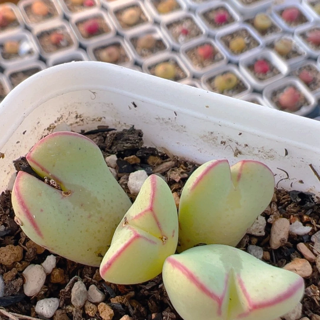 83多肉植物百科知识