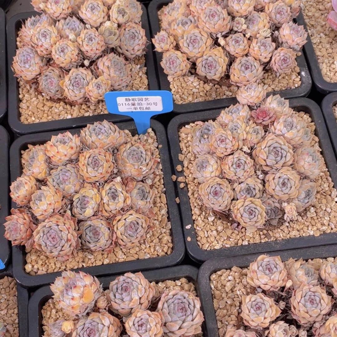 0116-30-大群玛丽贝尔一颗