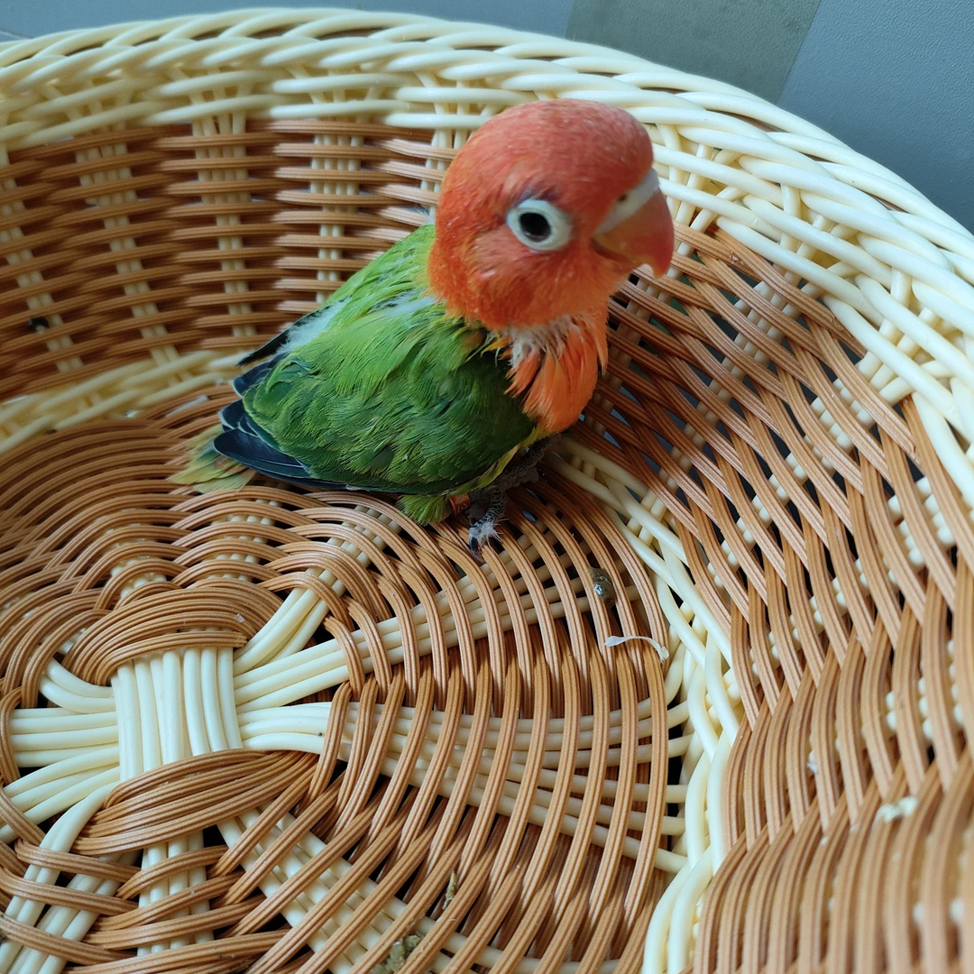 牡丹鹦鹉高纯绿金丝，纯手养鹦鹉