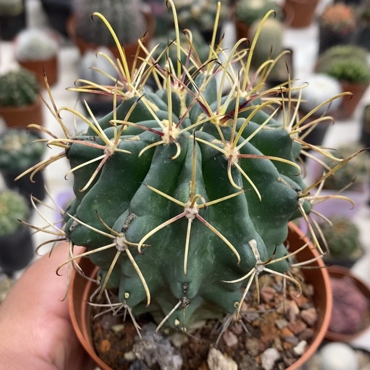 实生黑罗莎特价福利