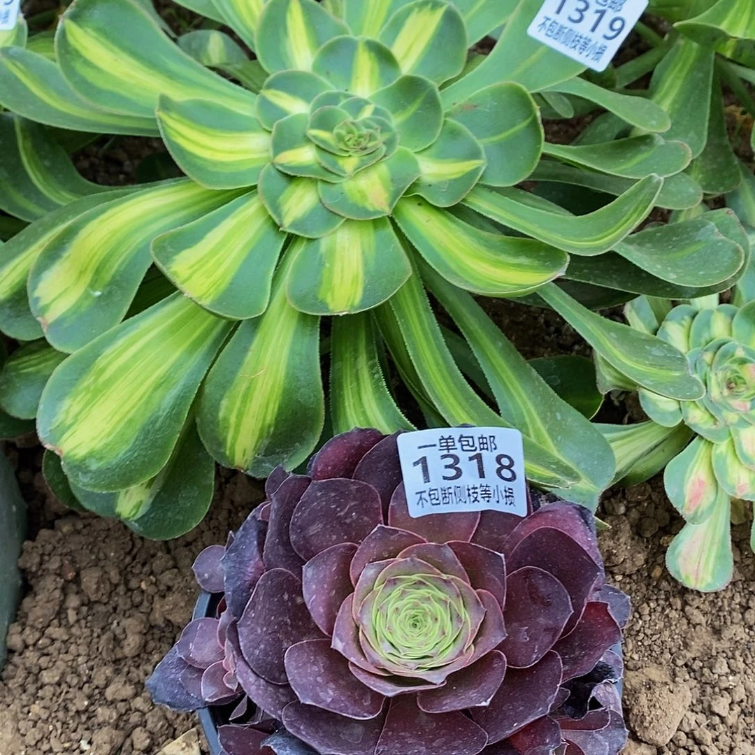 13181319暴君和魅金玫瑰多肉