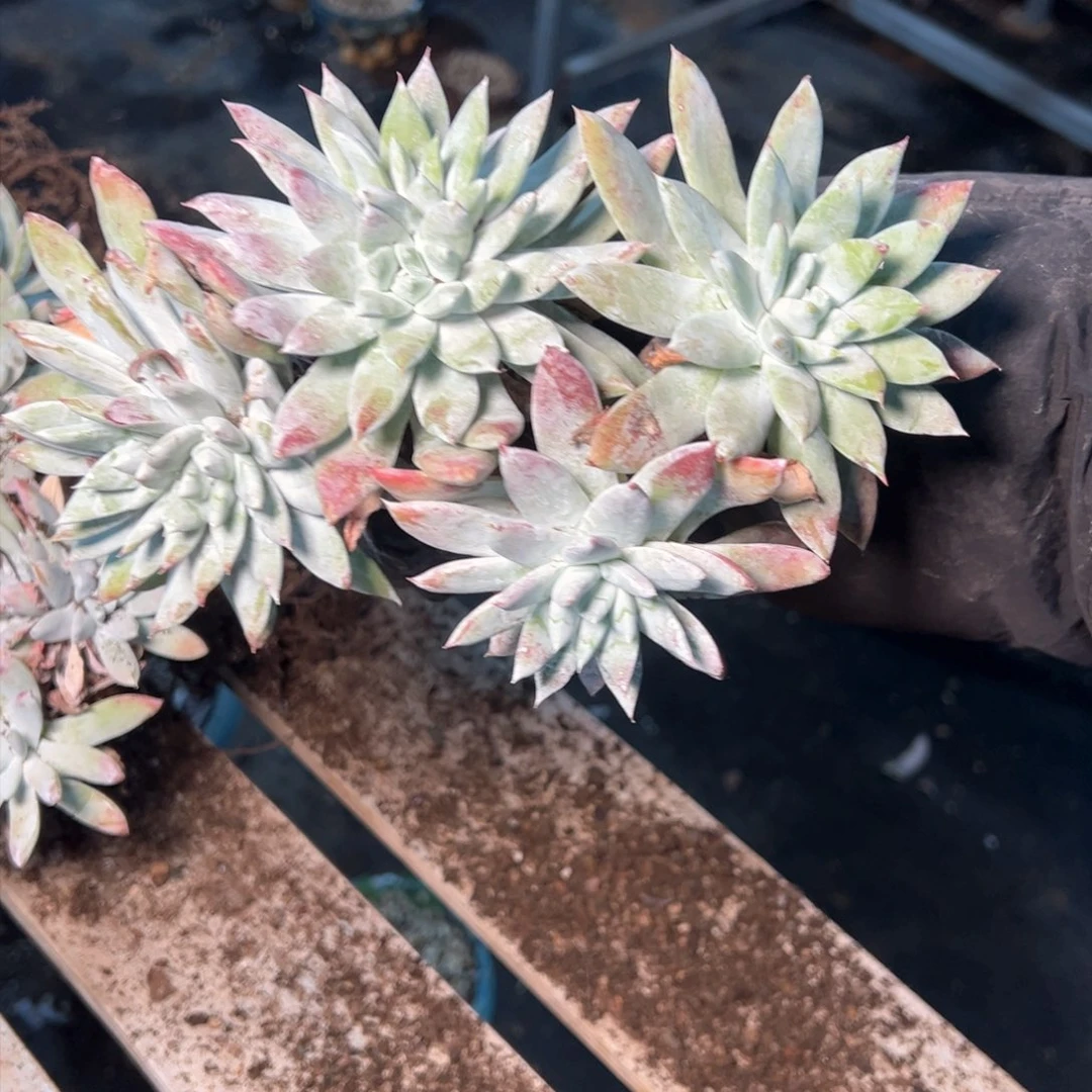 7551哈哈哈哈哈哈哈哈哈