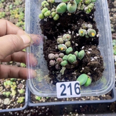 216肉缀切糕一物一图如图