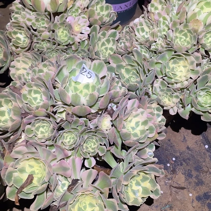 默*多肉植物法师325妖月3颗