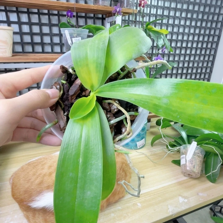 完全开放山菜路德-2066