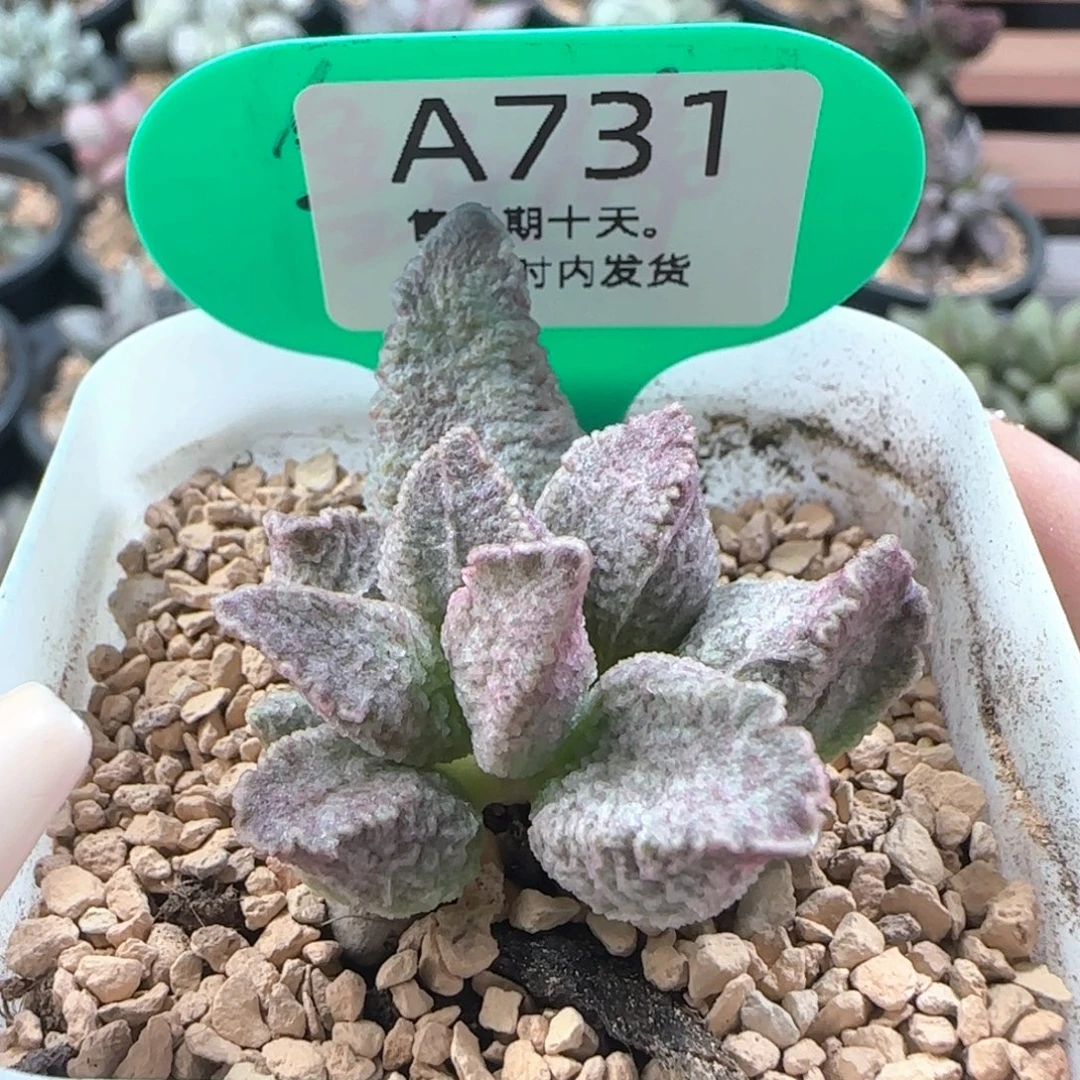 融化纹猪肝。     731。