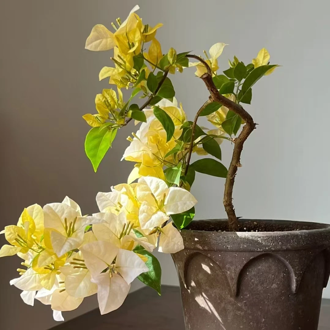 黄女郎三角梅四季开花耐寒耐热好养易活运输中掉花掉叶接受再拍