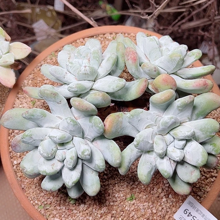 5549拇指仙女杯多肉