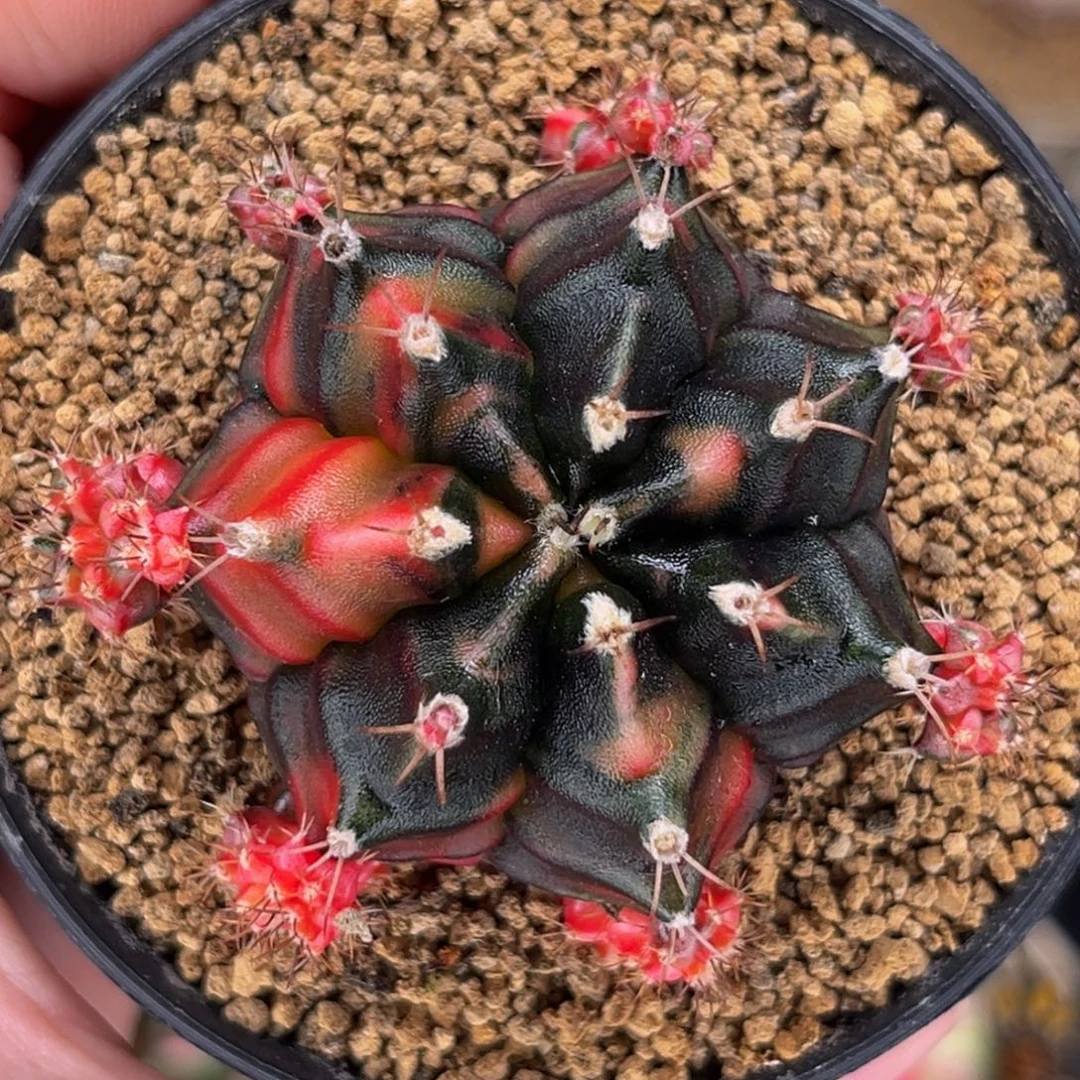 黑红 米哈仙人球