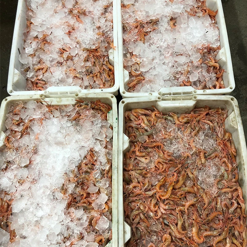 【莫小弟中号红虾】石浦海鲜东海海捕海红虾