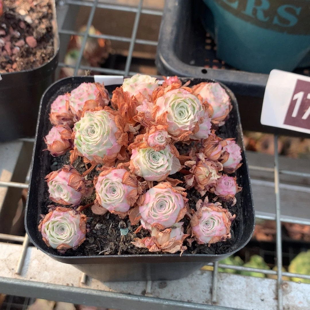 秋夕群308一一一一