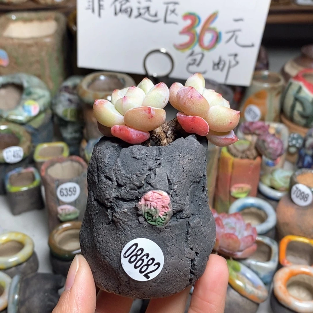 花盆拍3送一个小礼物