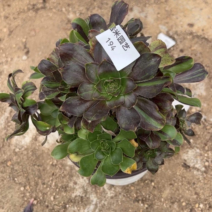 花斑鹿多肉植物手捧194