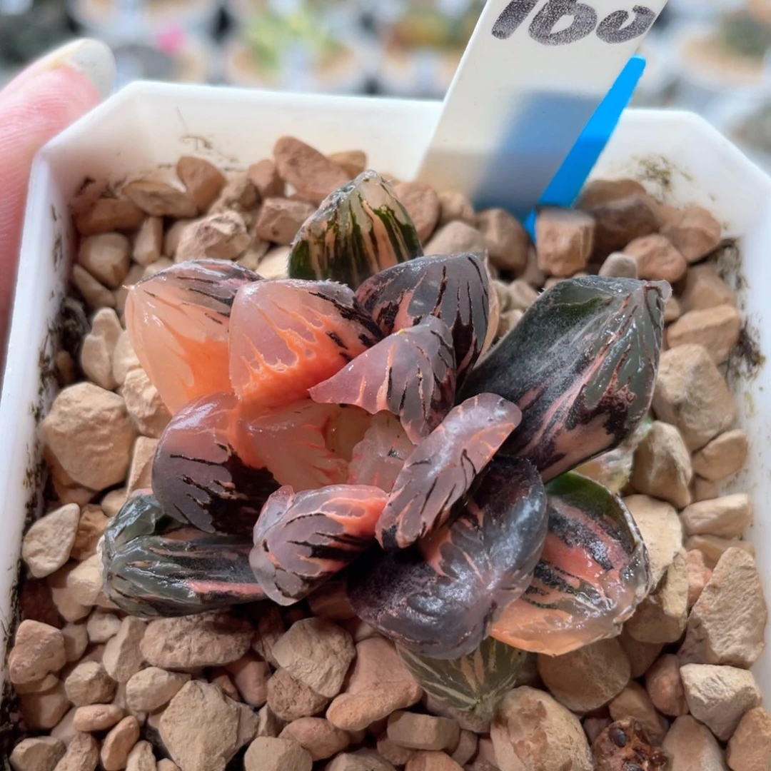 B****160黑水晶锦。