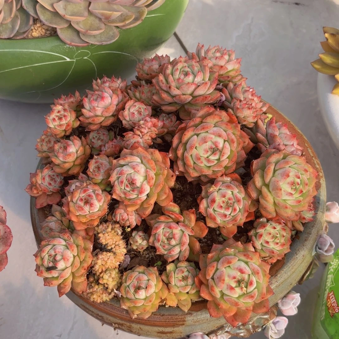 一物一拍，tp大群冠幅30