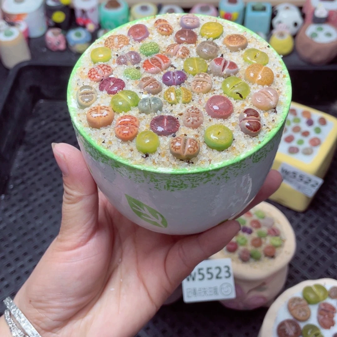 w5525 带盆土发货-零下地区拍保温箱