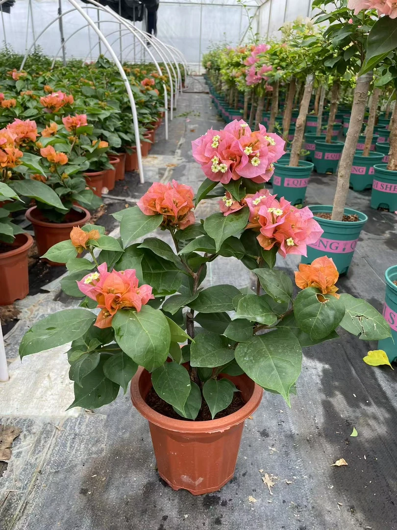 凤凰品种带苞三角梅盆栽四季勤花好养阳台庭院花卉三角梅盆景绿植