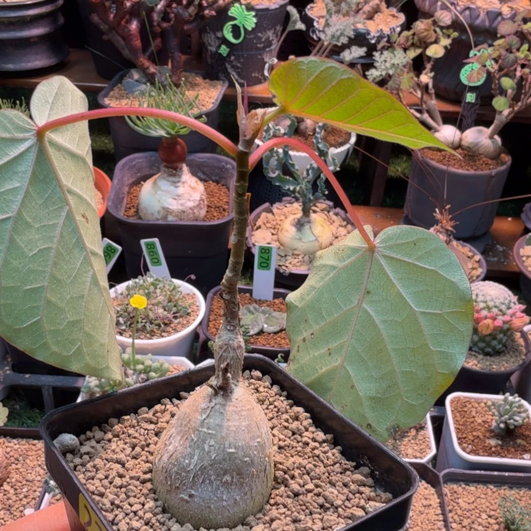 红脉榕239 仙人球