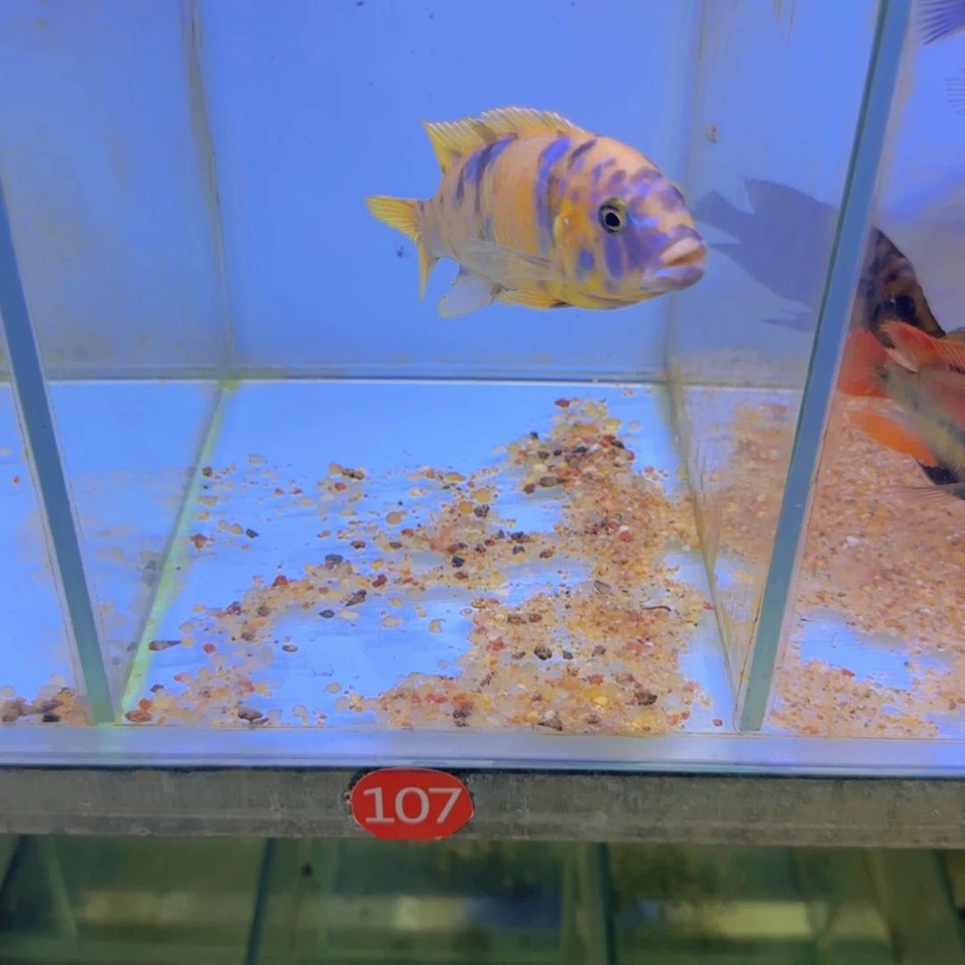 海水390-齐坦迪，327-卡丑，107-mbj斑mc，球