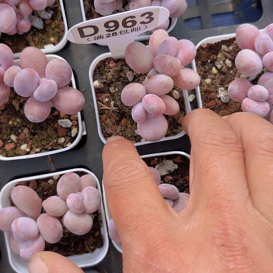 D963日系蛋黄一物一拍