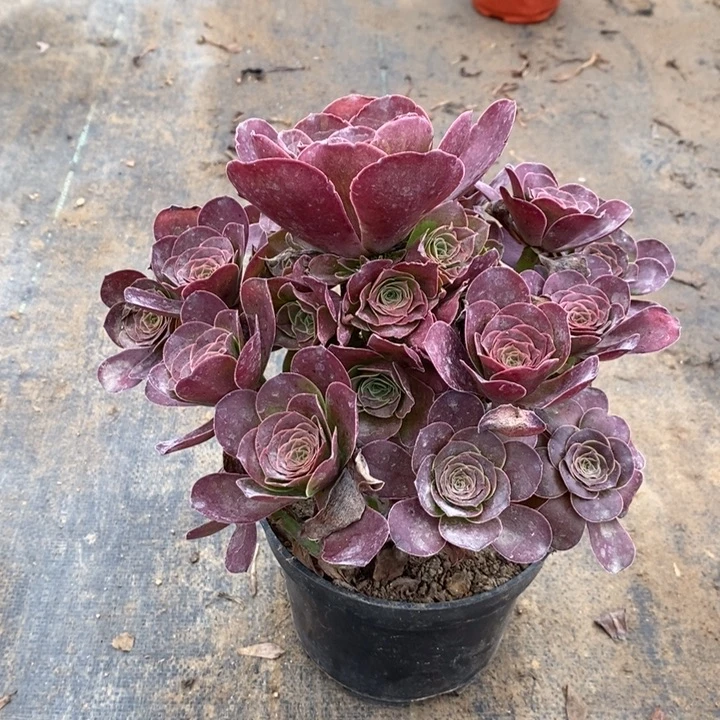 魅金玫瑰多肉植物014