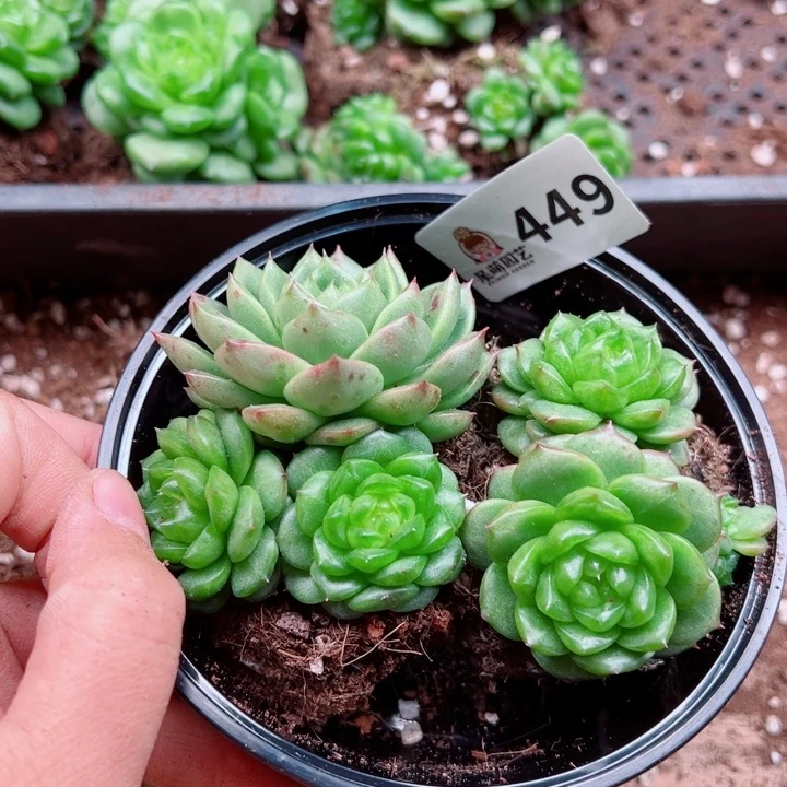 多肉植物多肉植物