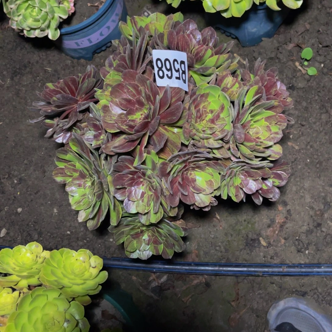 花月夜26////37包邮