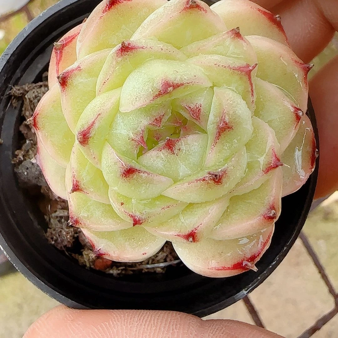 【闪购商品】0916-32