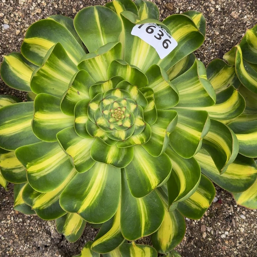 1636暴君多肉植物