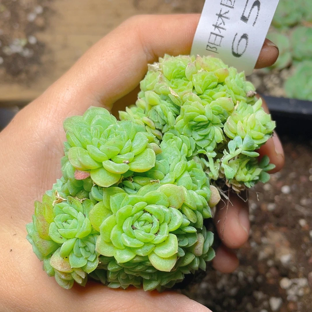 多肉植物多肉植物652