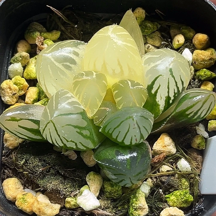 418大窗OH玉露锦头家多肉十二卷