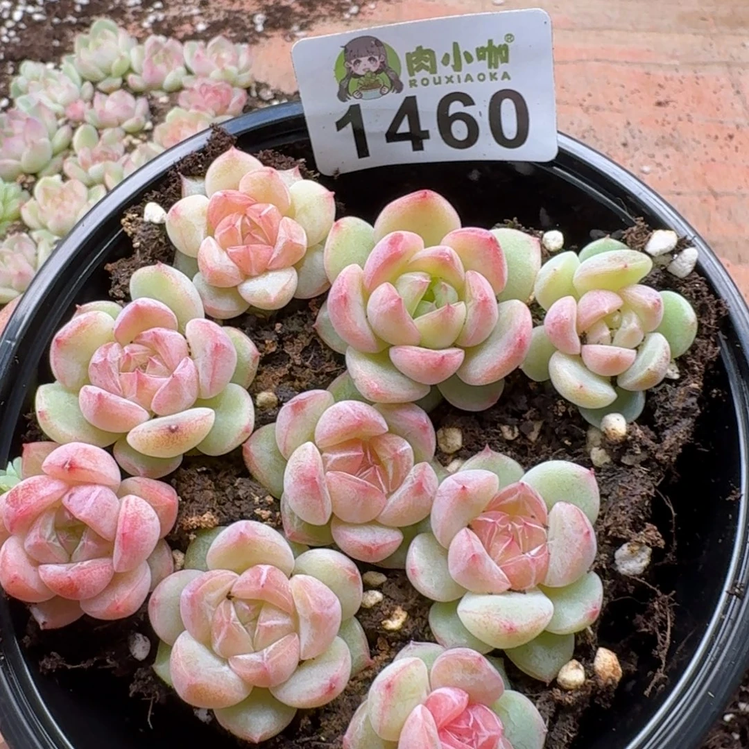 多肉植物多肉植物