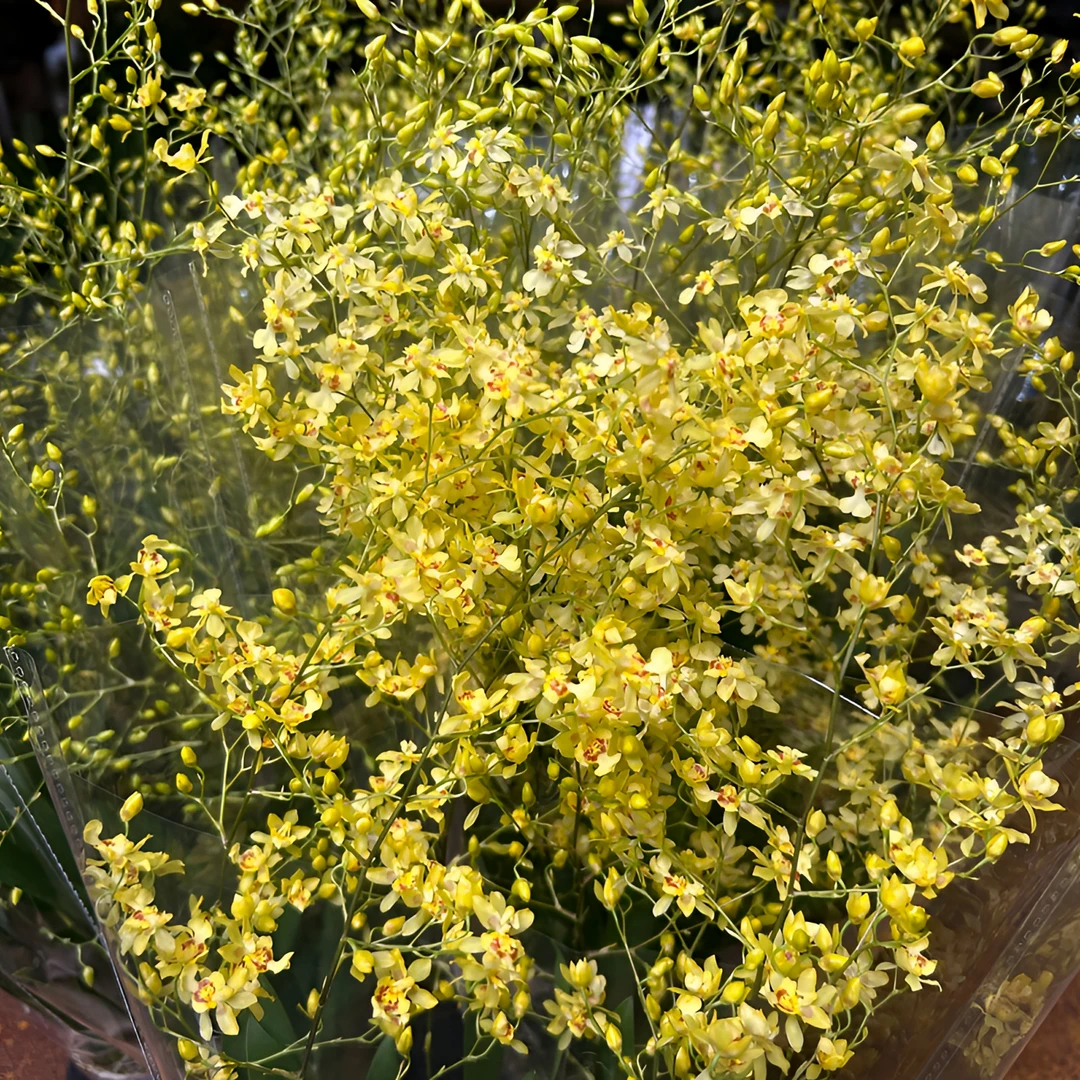 新品文心兰 虎斑文心兰（3-5支花箭 长花箭）盆栽兰花 年宵花 爆花