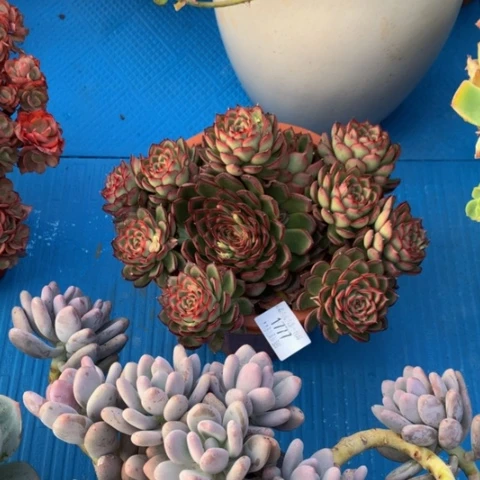 步*瑶1777萤火虫多肉