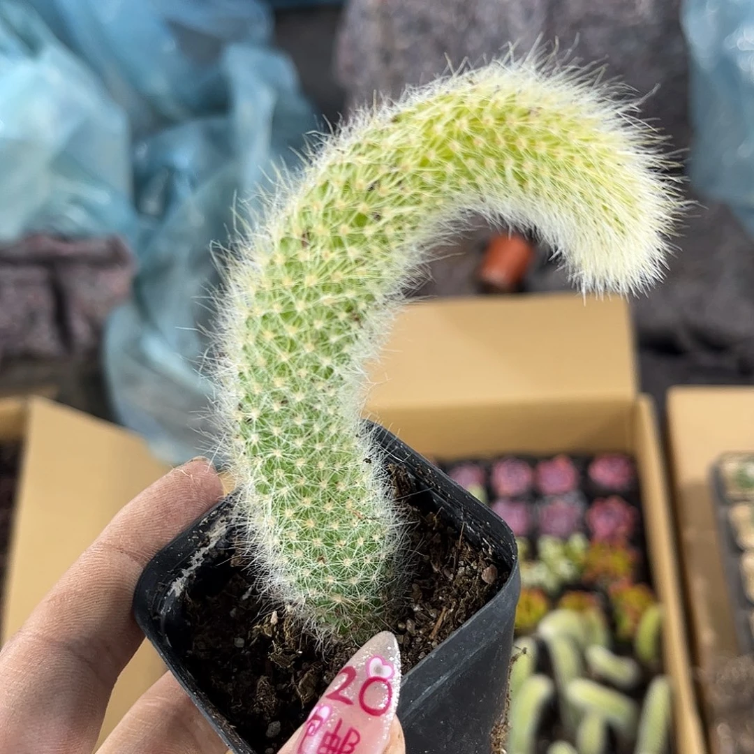 九尾狐单头发货有根发货