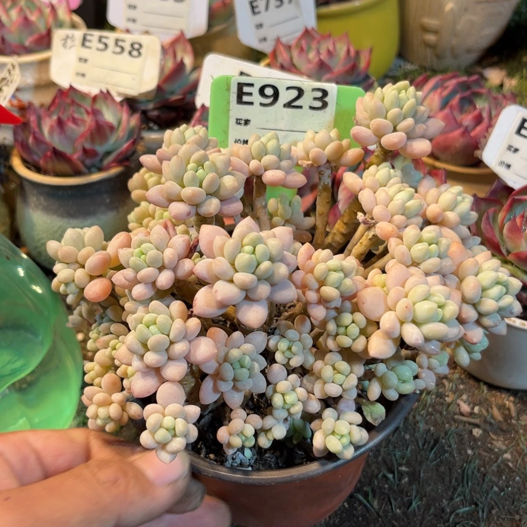 煤****多惊鸿一瞥923号多肉植物