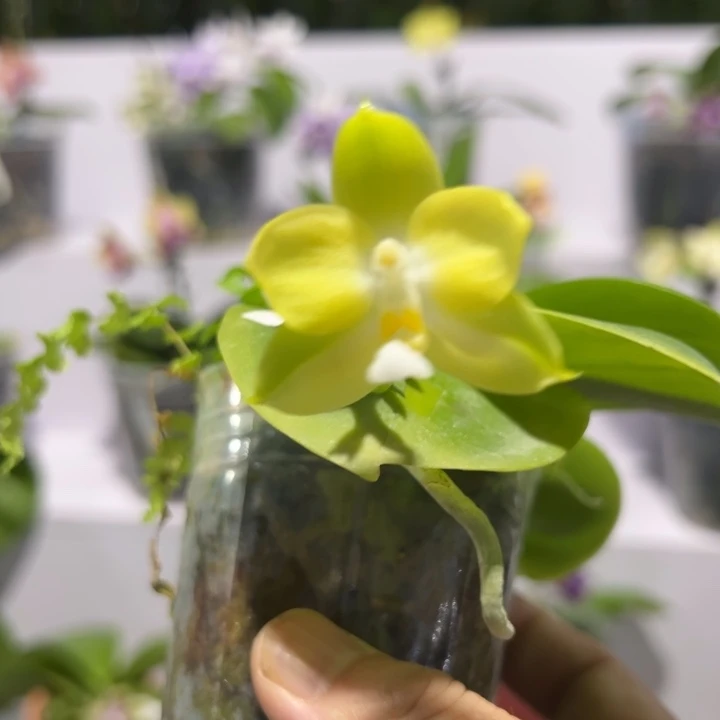 大部分花苞少量开放BKH 2202 2.5寸淡香