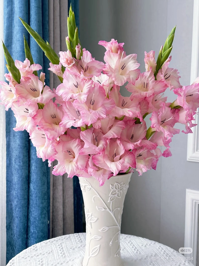 【普西拉剑兰】云南优选鲜切花昆明基地直发家用插花节日