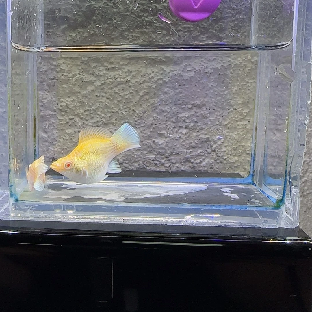 孔雀鱼黄金粉钻。68号