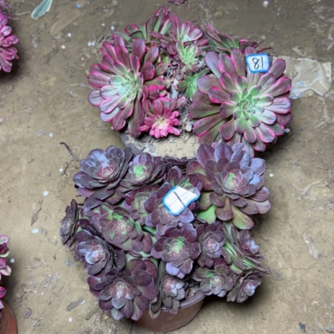 【闪购商品】用****4多肉植物砍过不售后81
